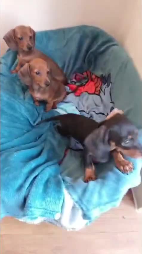 Dachshund dogs for sale: Ready to leave Wonderful Mini Dachshund Puppies - Video 1