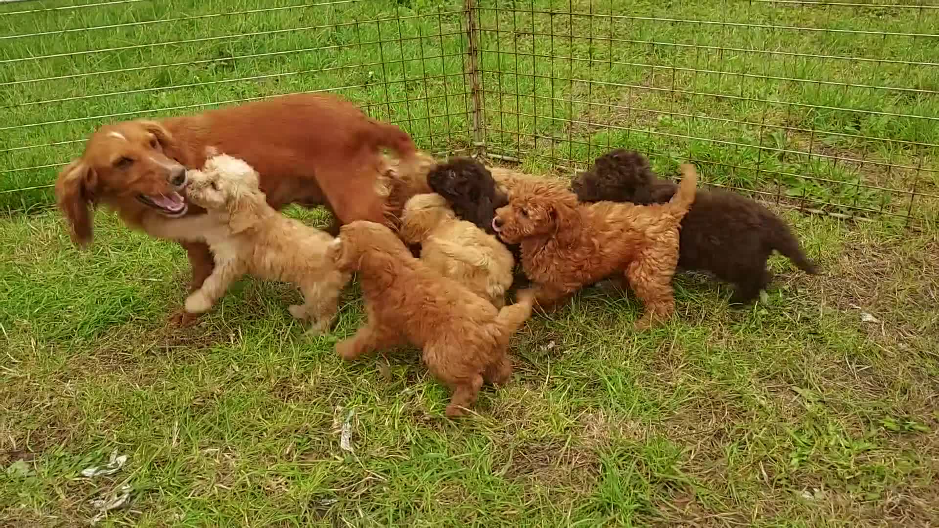Cockapoo dogs for sale: F1 cockapoos available - Video 1