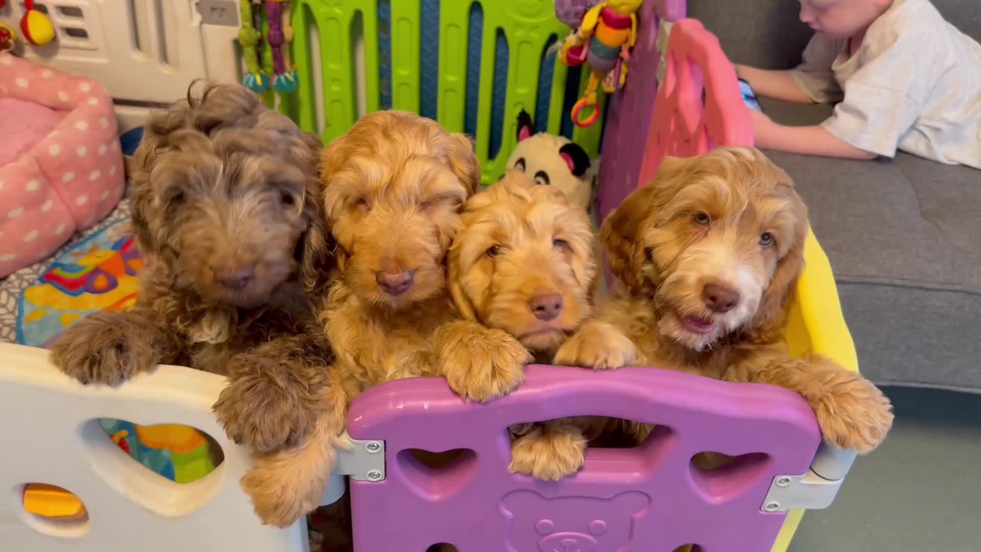 Cockapoo dogs for sale: F1 Cockapoo’s puppies ***READY NOW*** - Video 1