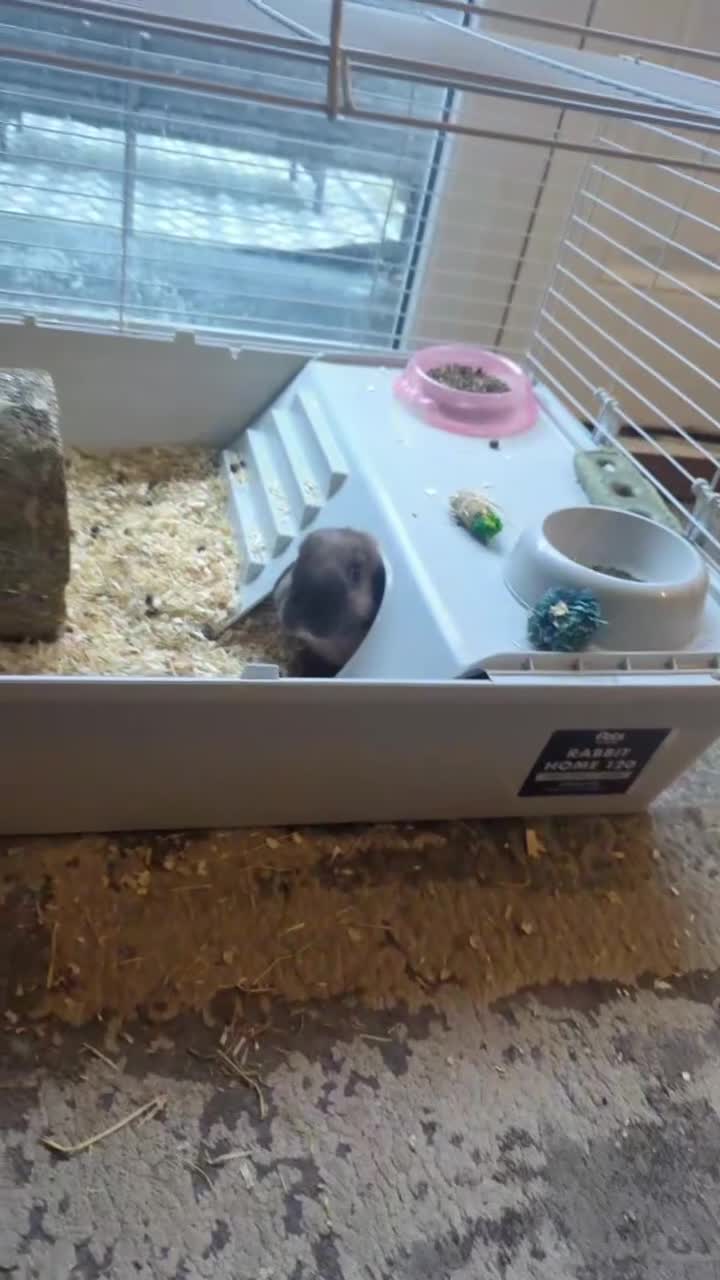 Chinchilla rabbits for sale: 2 rabbits - Video 1