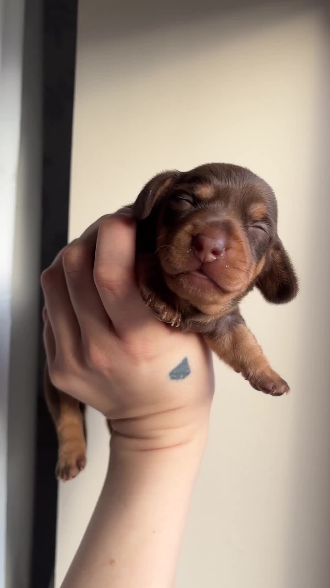 Miniature Dachshund dogs for sale: MINIATURE Dachshund long haired & smooth  - Video 2