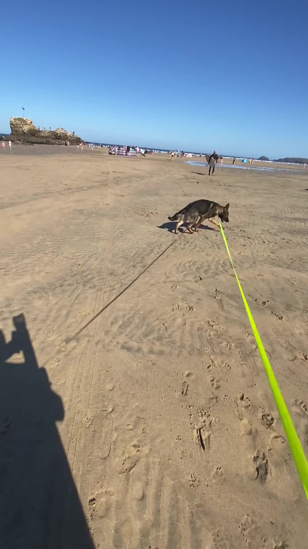 German Shepherd dogs for sale: Male working line GSD  - Video 5