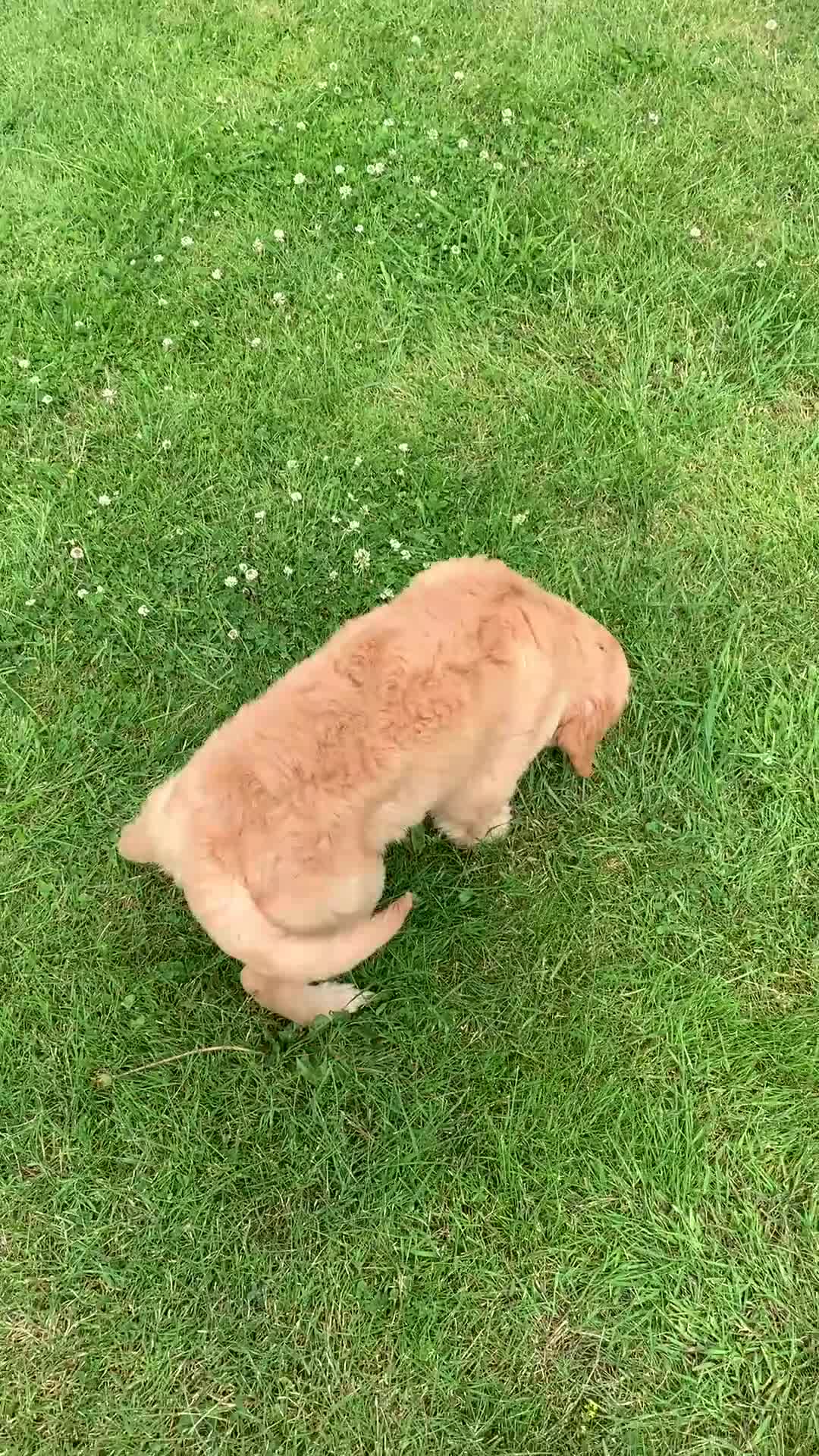 Golden Retriever dogs for sale: GOLDEN RETRIEVER PUPPY GIRL - Video 1