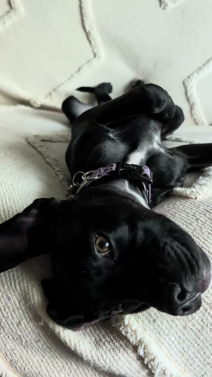 Mixed Breed dogs for sale: 🐾 PEBBLES - The Sweet, Clever Staffy Mix - Video 1
