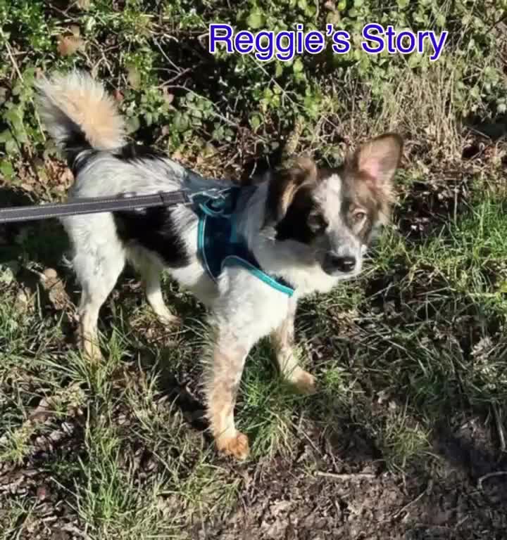 Mixed Breed dogs for adoption: Rescue boy Reggie is looking for his 2nd “Chance” - Video 1