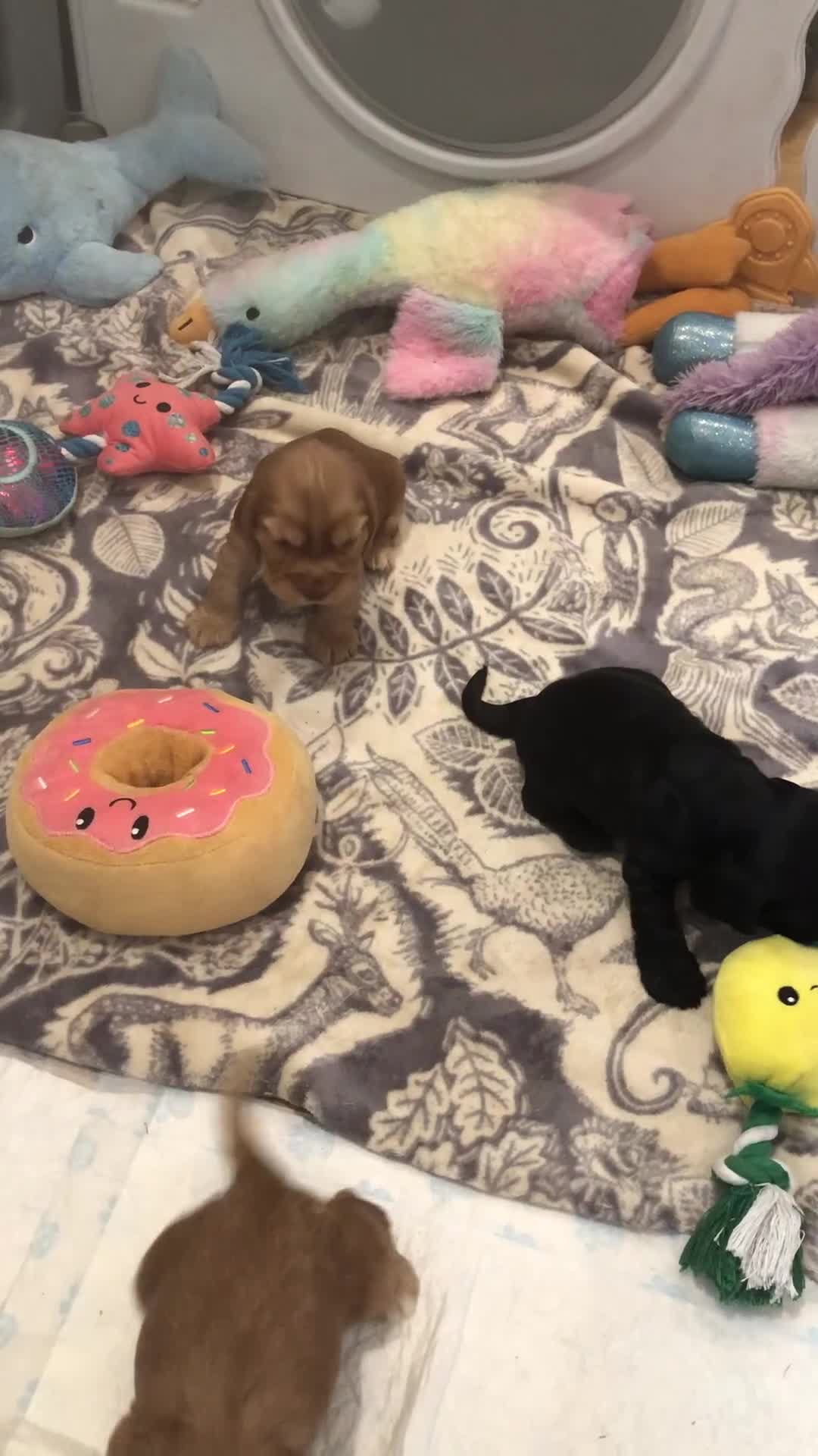 Cocker Spaniel dogs for sale: Stunning Rare Dark Red show cocker spaniel puppies - Video 1