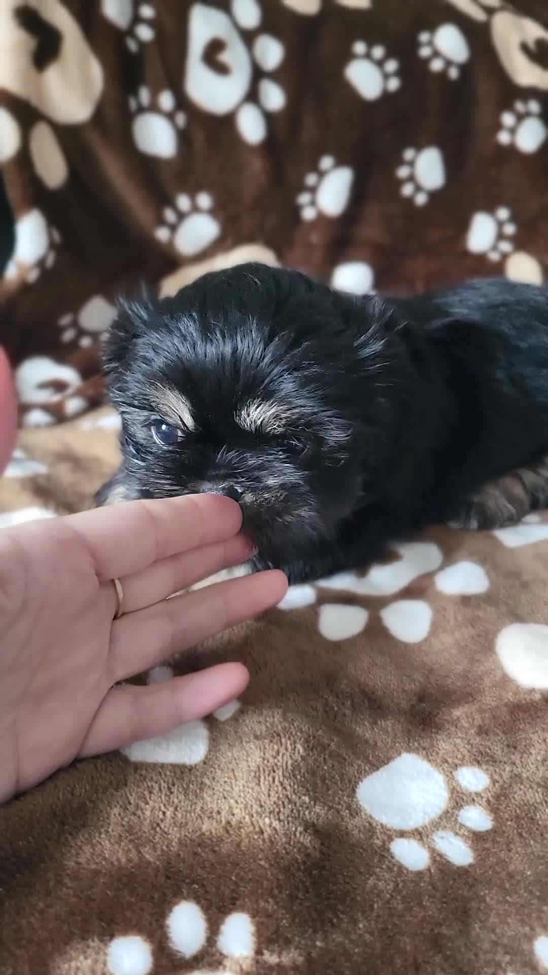 Shih Tzu dogs for sale: Adorable Shih tzu Puppies  - Video 5