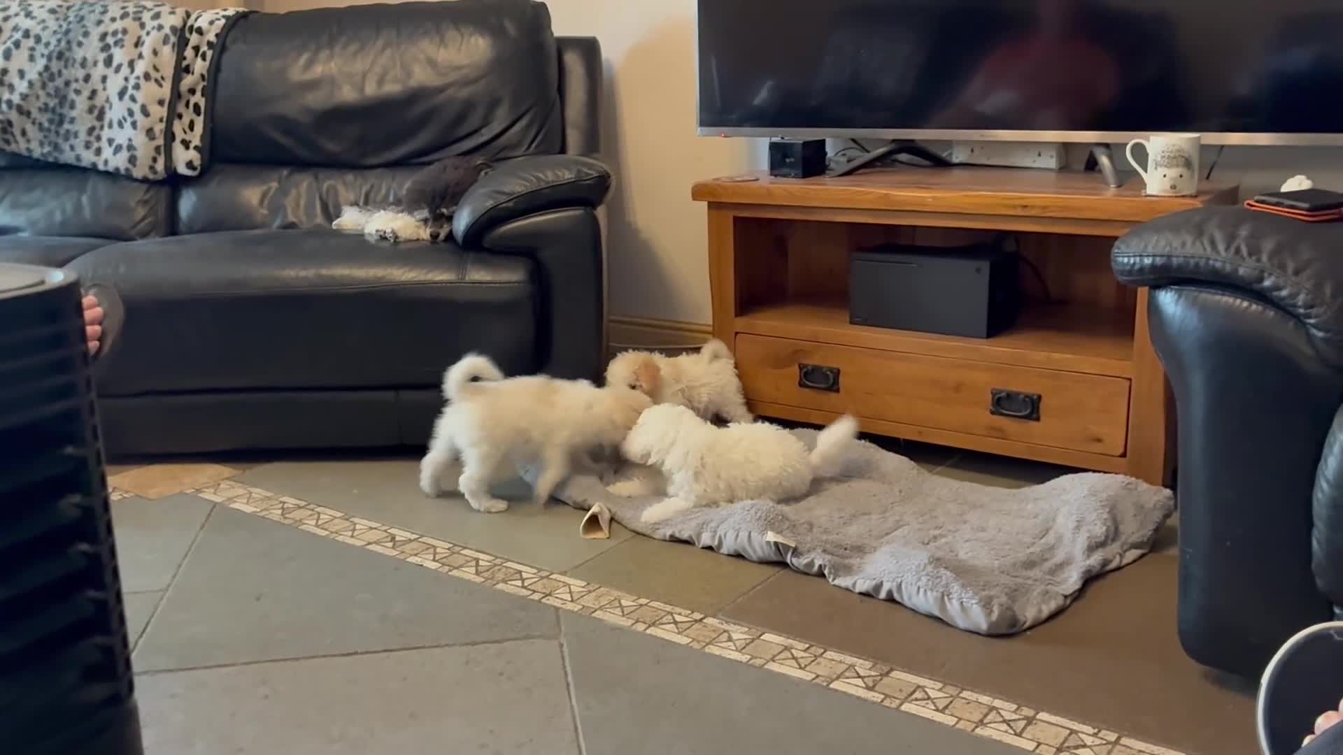 Toy Poodle dogs for sale: Stunning Toy Poodle Puppies - Video 1