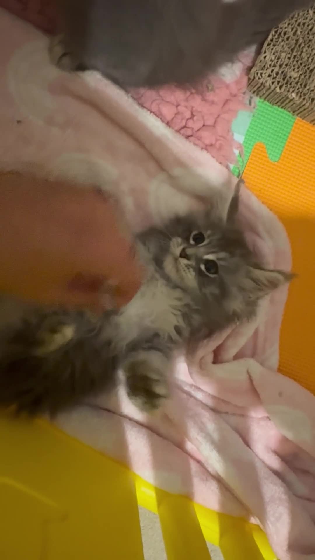 Maine Coon cats for sale: 4 big pure gorgeous Mainecoon boys  - Video 3