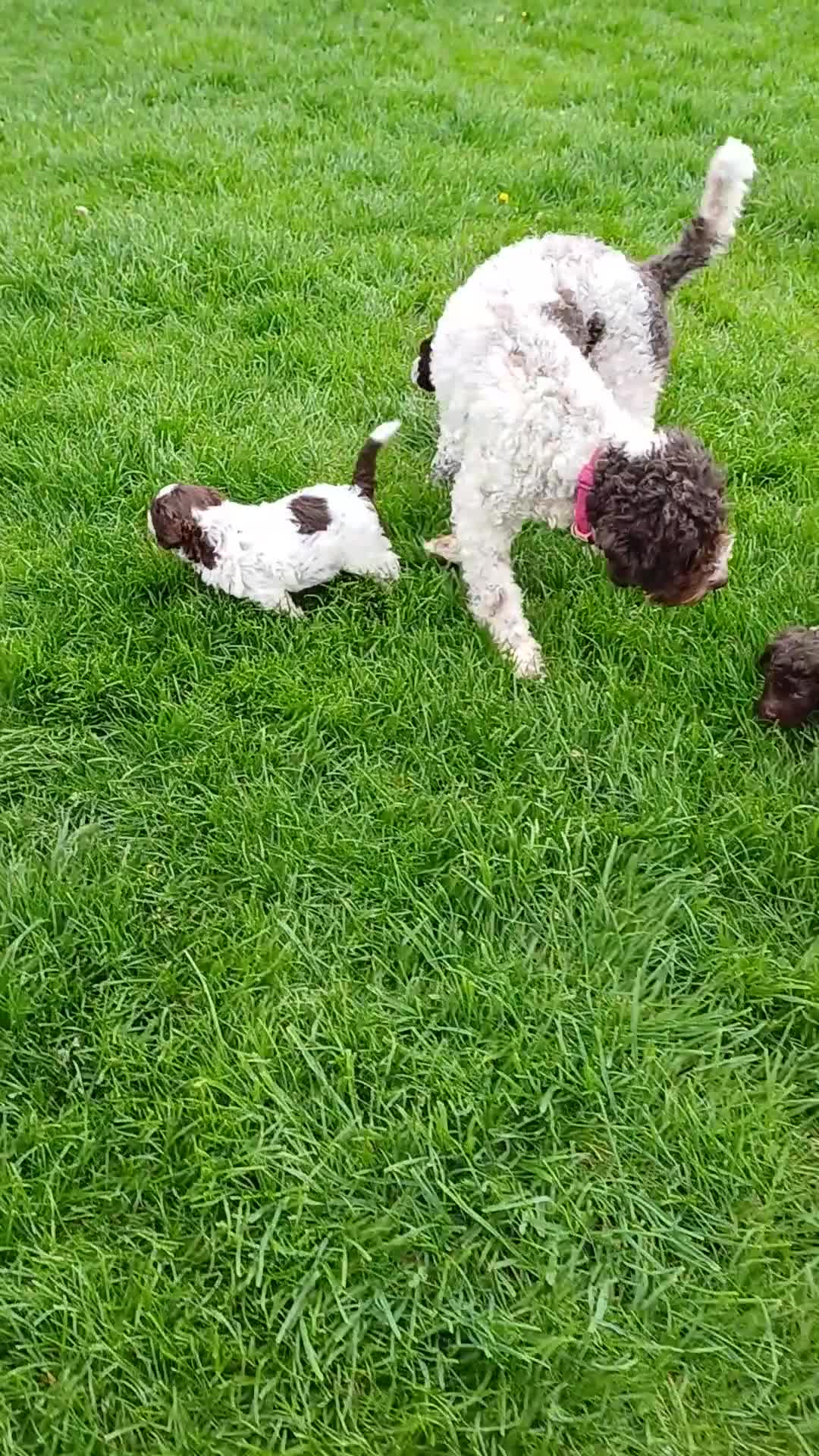 Lagotto Romagnolo dogs for sale: Lagotto Romagnolo Italian Water/Truffle Dogs   - Video 2