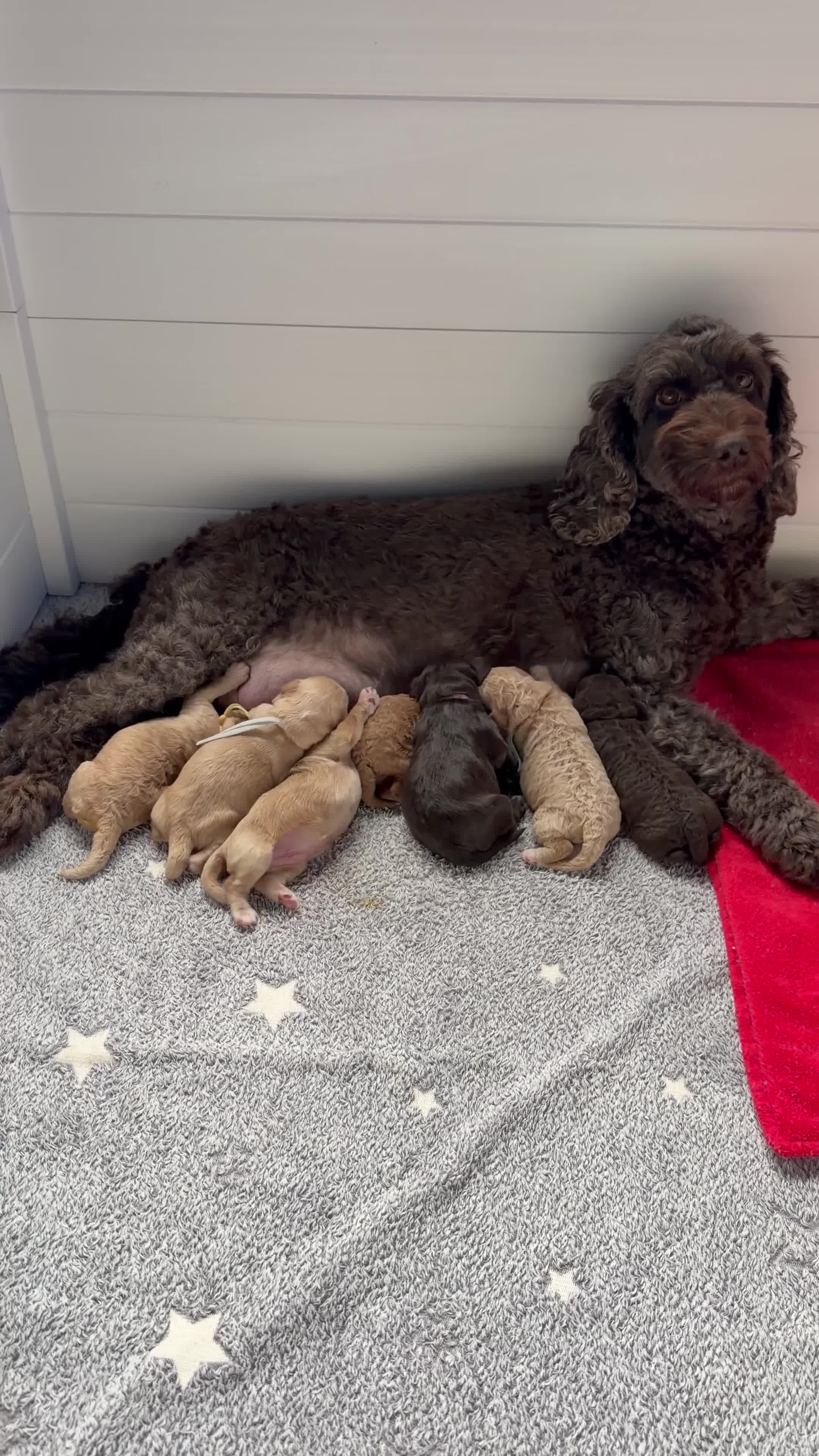 Cockapoo dogs for sale: Cockapoos - Both Parents Health Tested  - Video 2
