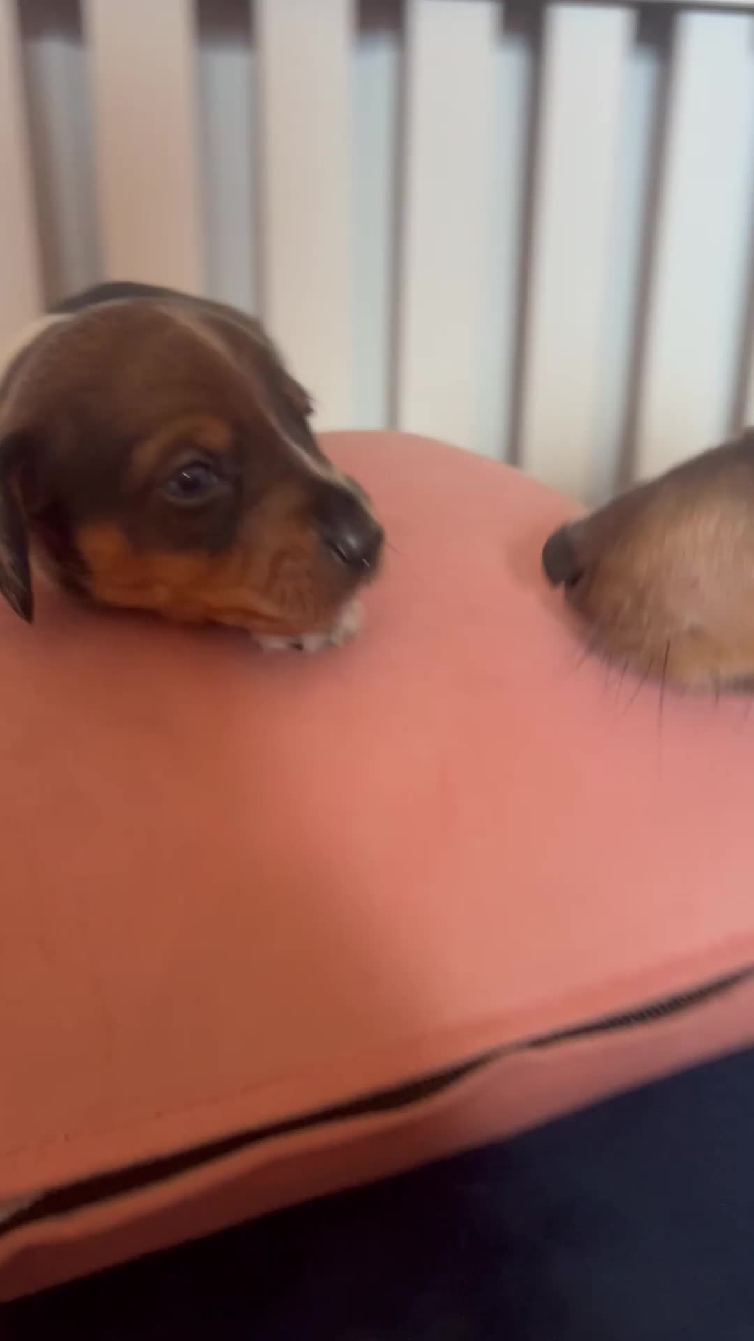 Miniature Dachshund dogs for sale: Stunning Dapple miniature dachshund boy - Video 4