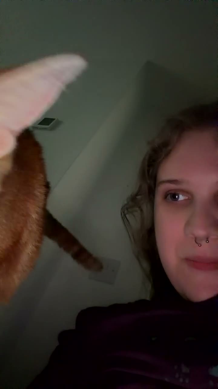 Mixed Breed cats for sale: Marla  - Video 2
