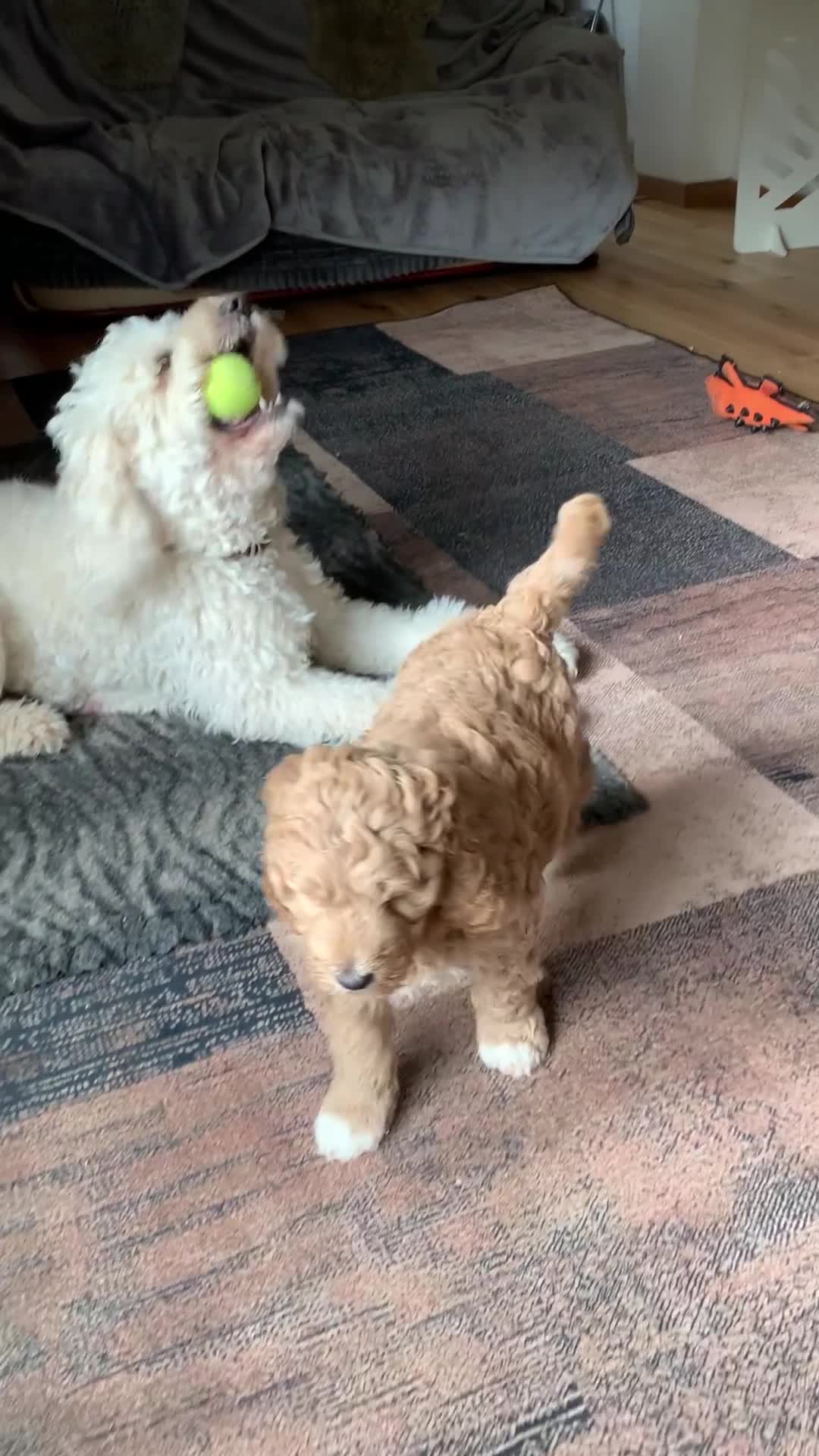 Goldendoodle dogs for sale: Goldendoodle/double doodle - Uno - ready now.  - Video 5