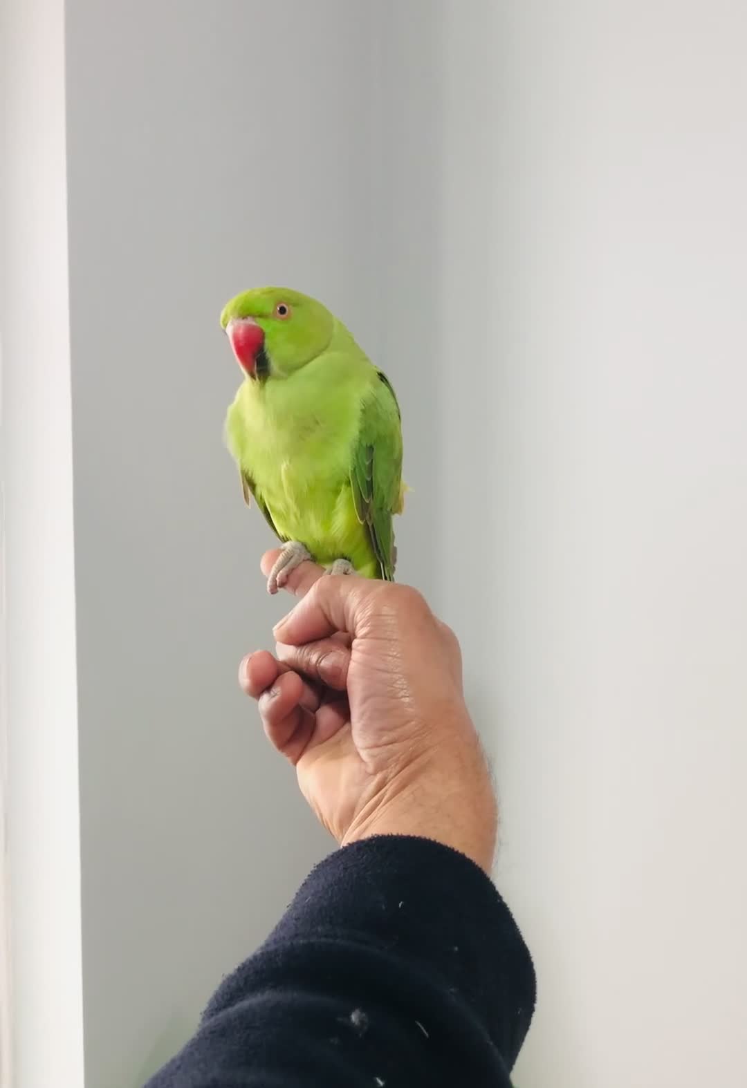 Ringnecks birds for sale: Beautiful hand tamed ringneck parrots for sale. - Video 1