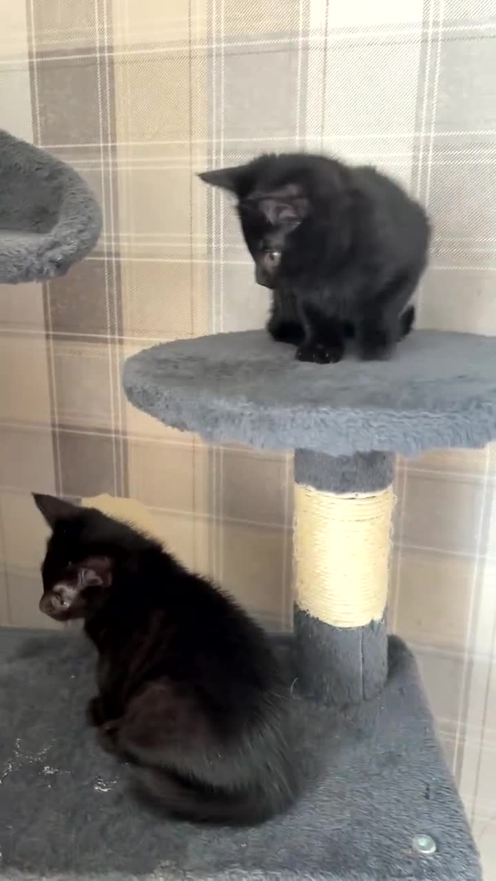 Mixed Breed cats for sale: 2 black girl kittens ready to leave now 🐈‍⬛ - Video 1