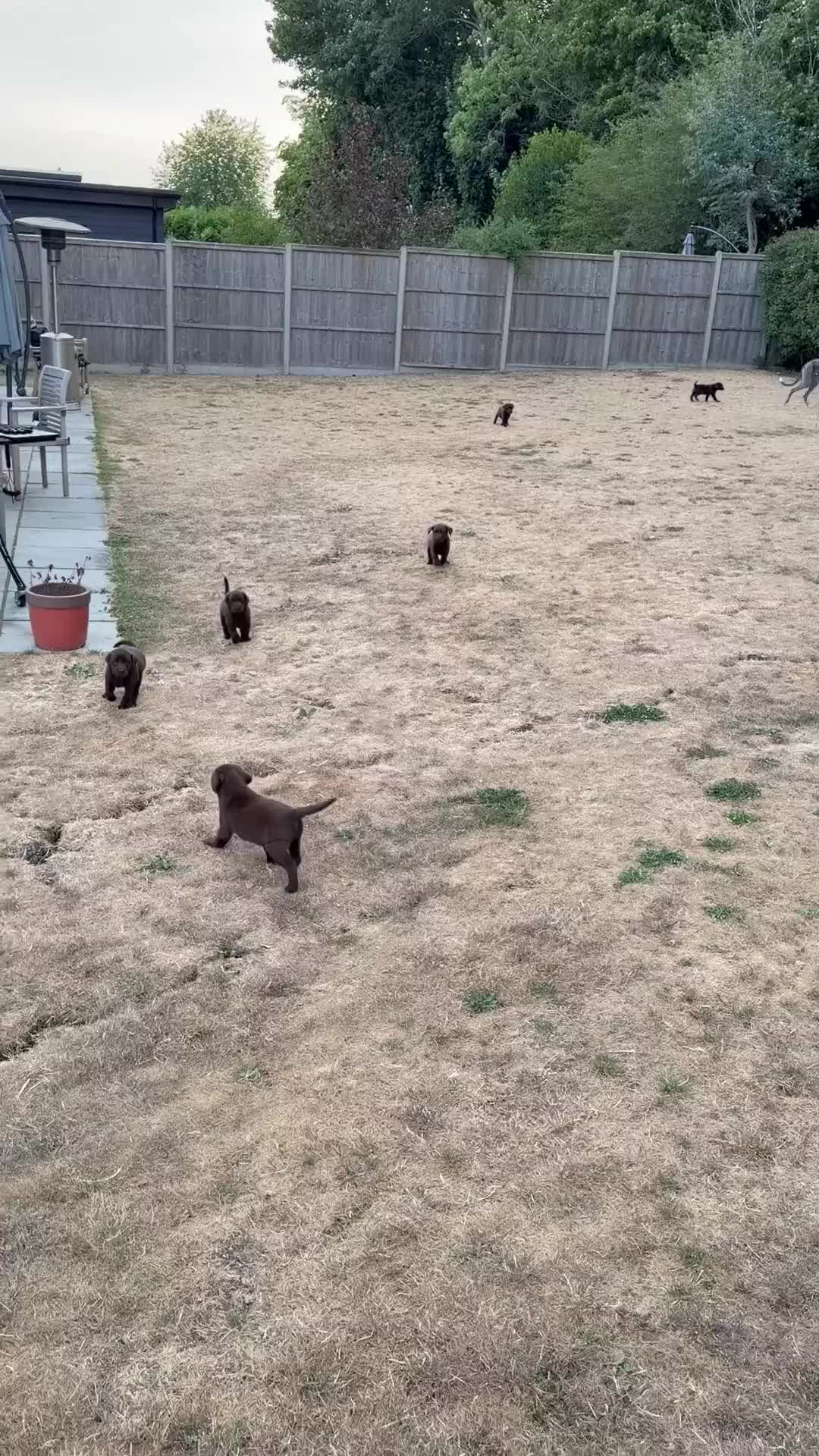 Labrador Retriever dogs for sale: Chocolate Labrador puppies - Video 1
