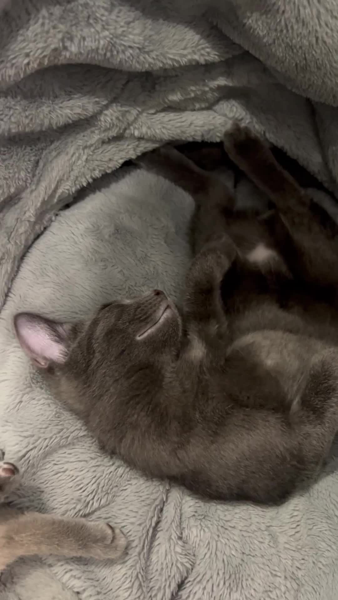 Ragdoll cats for sale: Adorable kittens ( Ragdoll cross) - Video 3