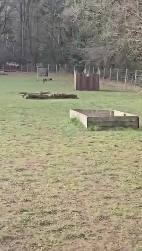 Greyhound dogs for adoption: 🐾 Meet Cass – Bursting with Character 🐾 - Video 1