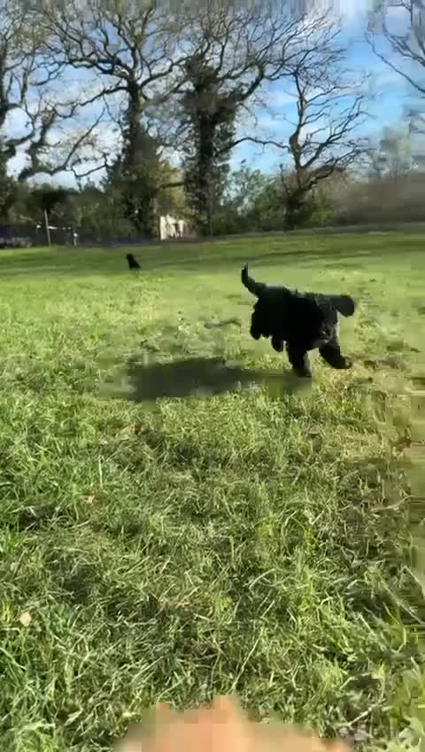 Cavapoo dogs for sale: Gorgeous Red and Black F1 Toy Cavapoos in Maldon - Video 1