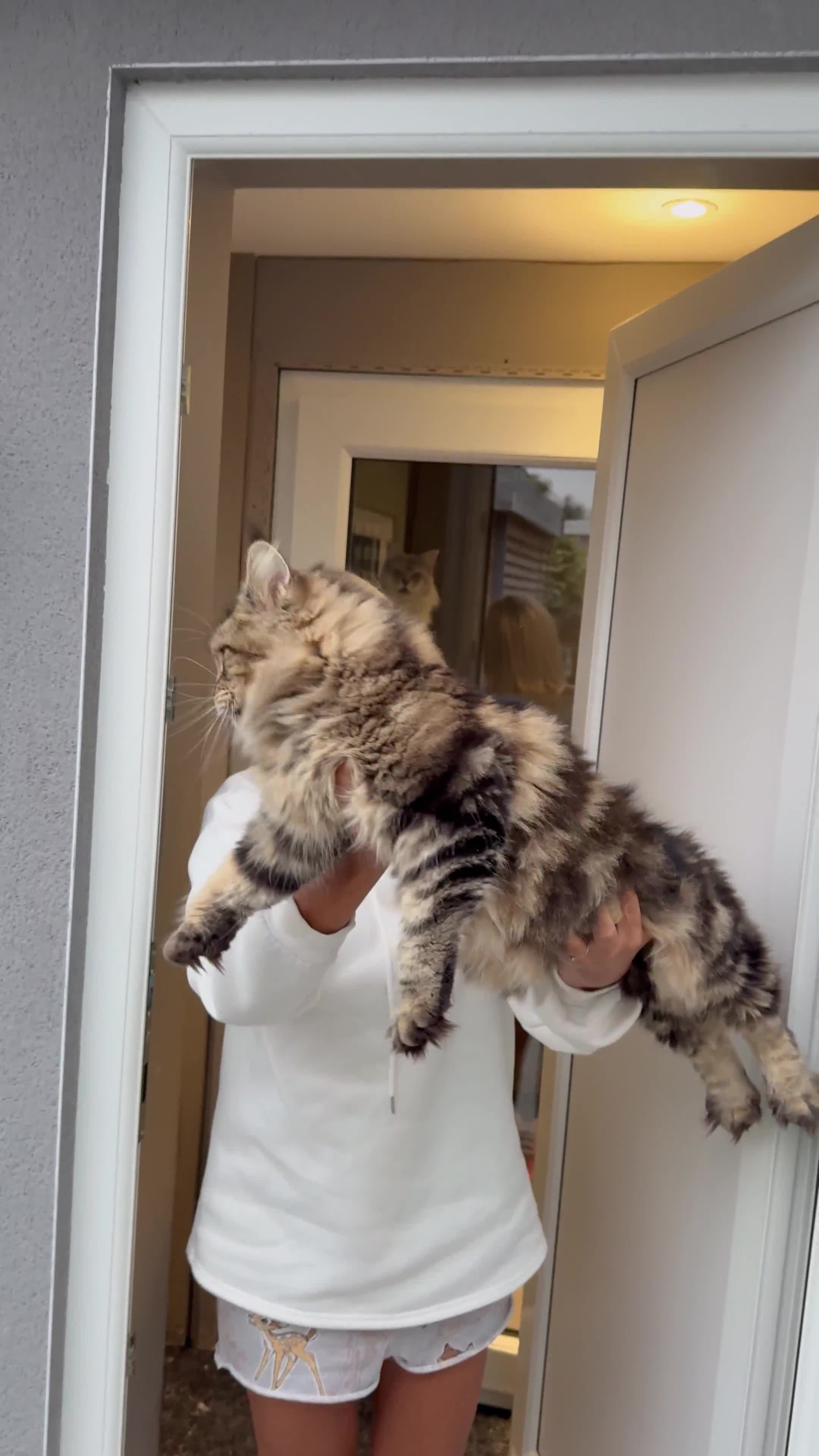 Maine Coon cats for sale: Outstanding pedigree kittens ready to leave - Video 3