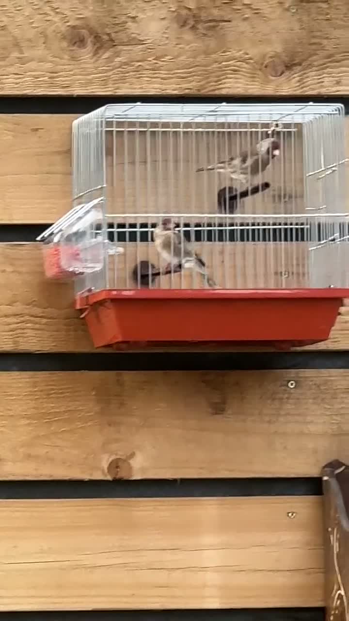 Mixed Breed birds for sale: Goldfinch mules in Manchester - Video 3