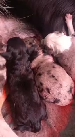 Miniature Poodle dogs for stud: Paddington Bear at Stud! Chocolate Merle Poodle in Sandbach - Video 1