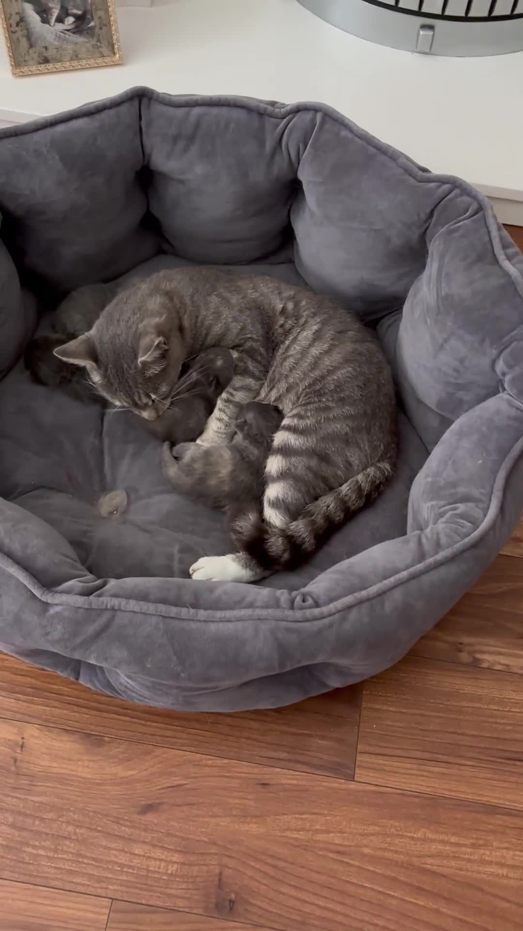 Domestic Shorthair cats for sale: Beautiful girl kittens available - Video 1