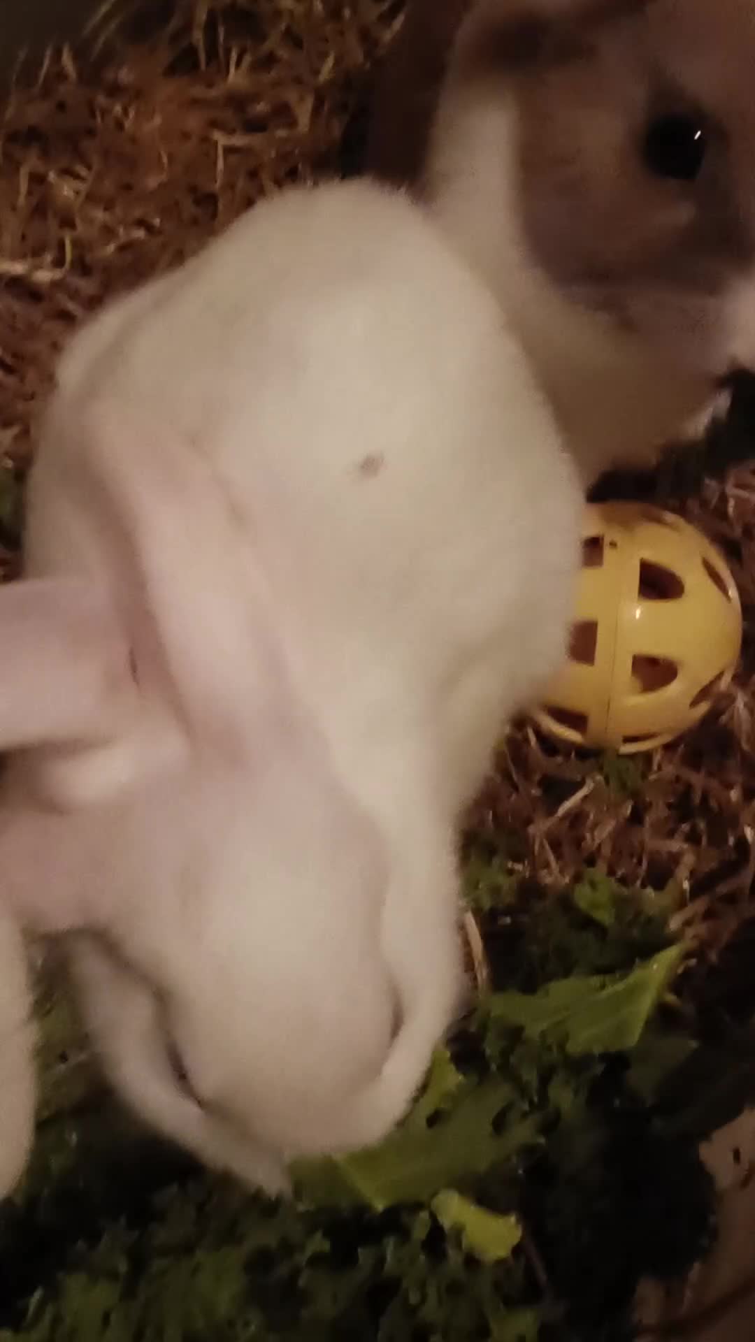Mixed Breed rabbits for sale: 6 babies and their mom looking for new homes - Video 1