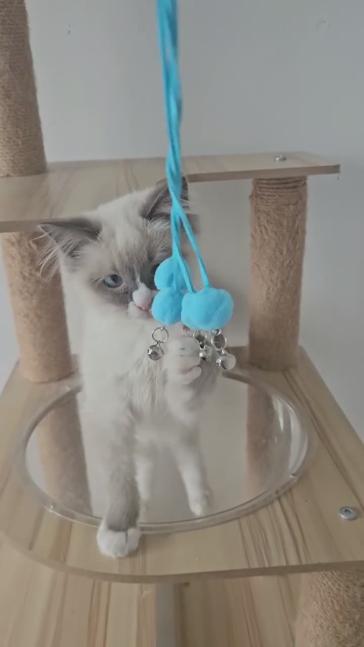 Ragdoll cats for sale: 2 Tica Ragdoll (Cherubim)Boys HCM and PKD Certyfic - Video 1