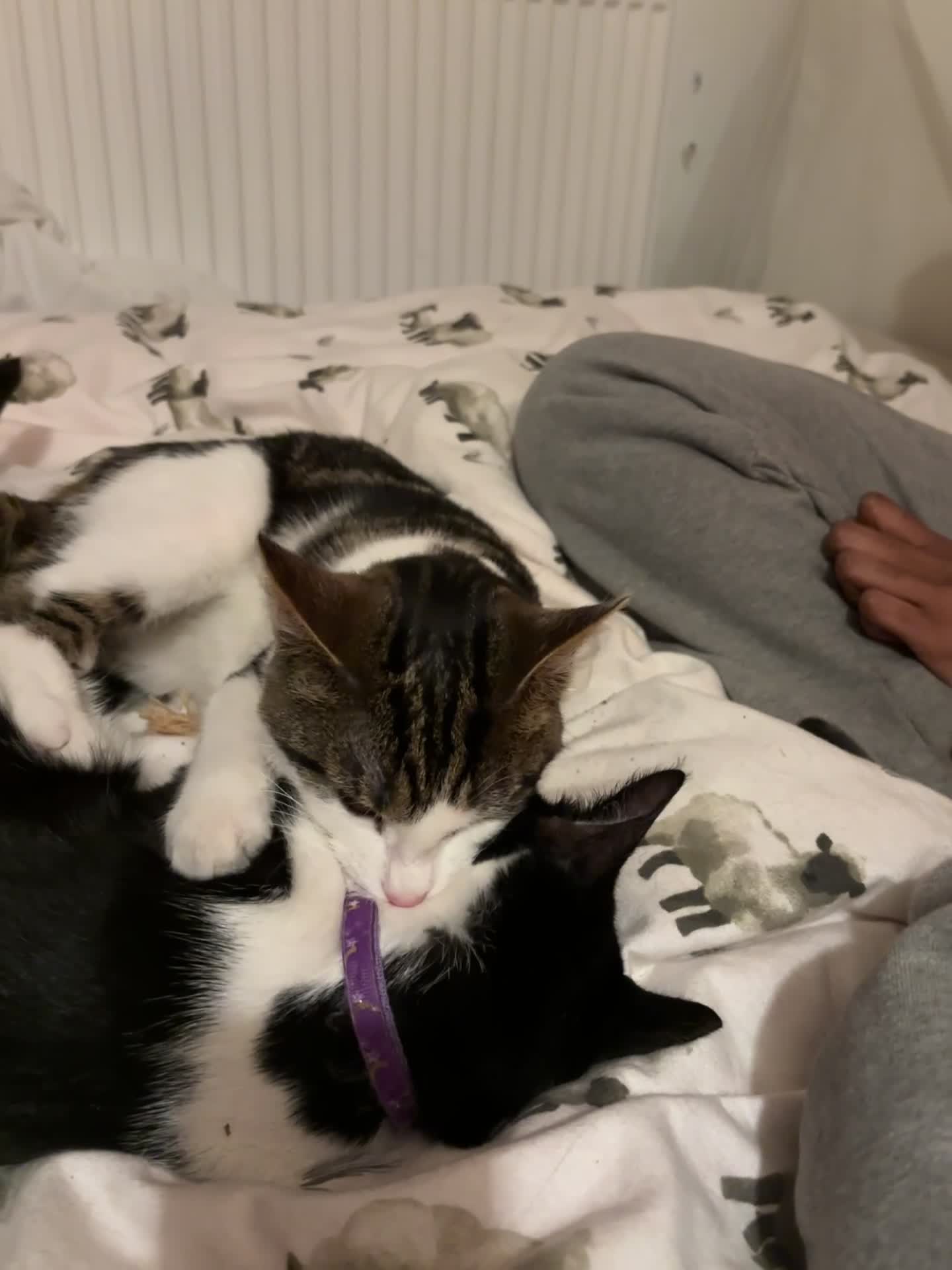 Mixed Breed cats for sale: Gorgeous Affectionate Boy - Video 2