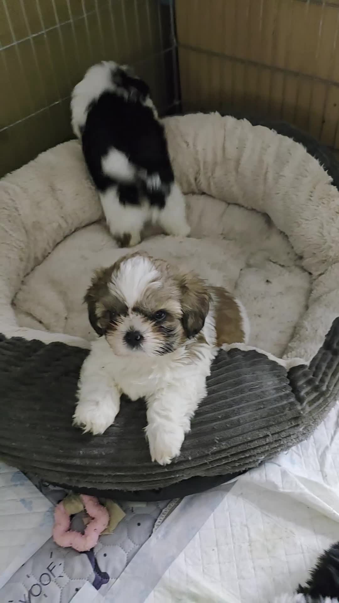 Shih Tzu dogs for sale: SHIH TZU GIRL and BOY PUPPIES TRICOLOUR READY NOW - Video 4