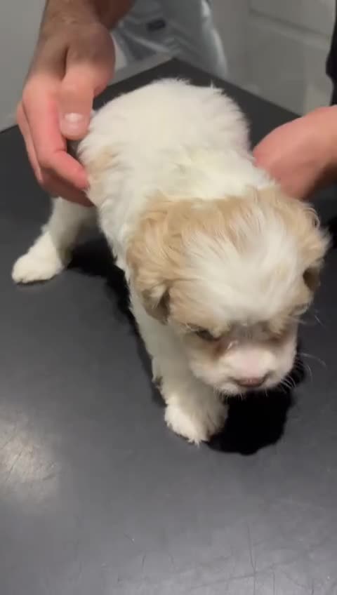 Cavapoochon dogs for sale: ⭐️1 CAVAPOOCHON in Cheshire (KC DAD) ready now✅ - Video 3