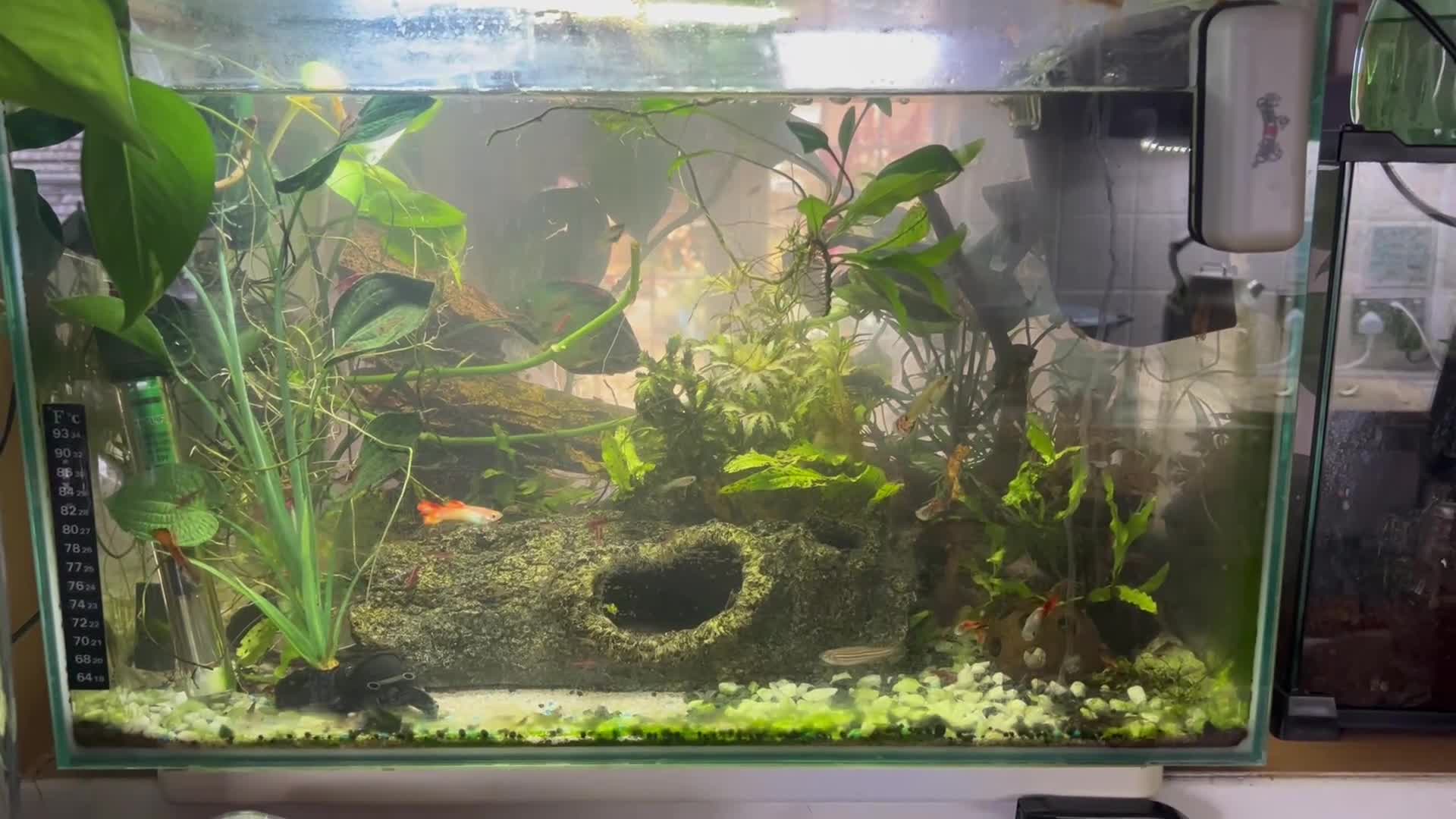 Platies fish for sale: Superfish 60l aquarium  - Video 1