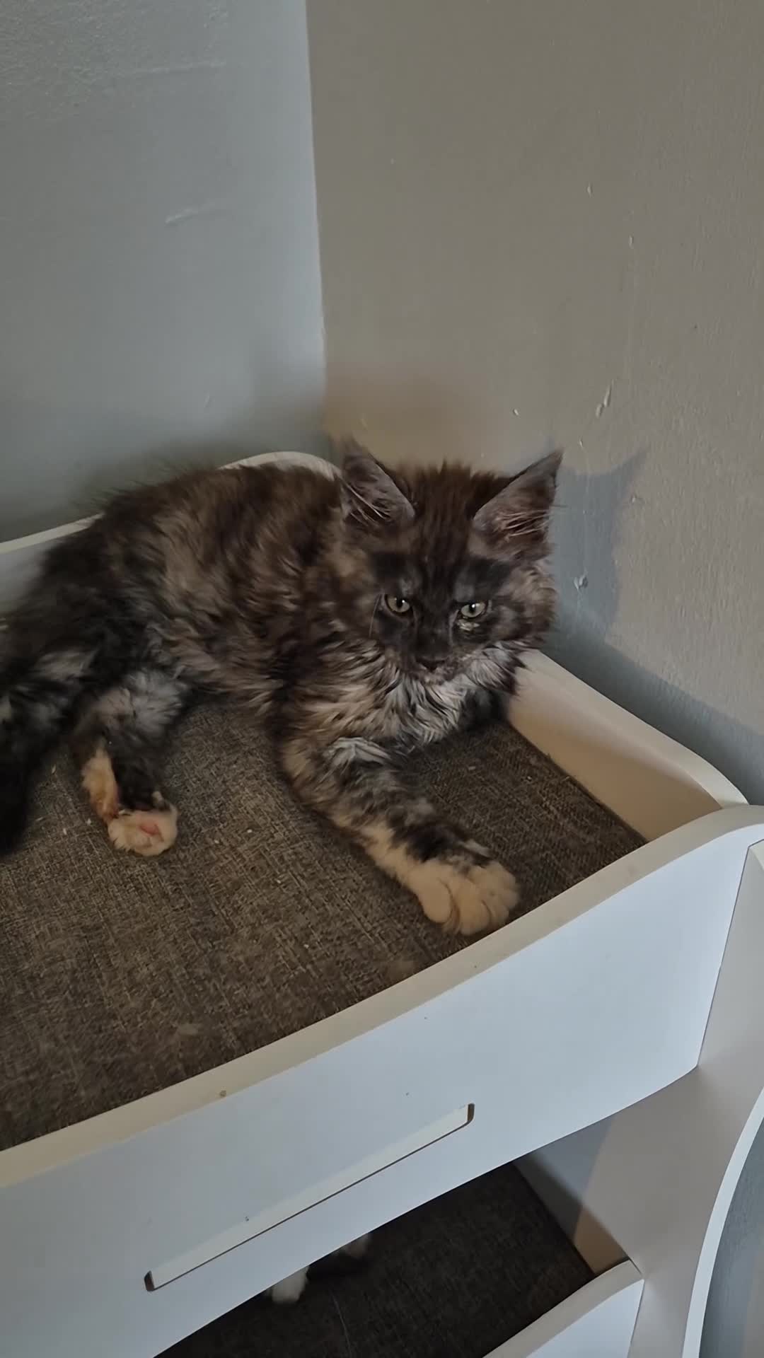 Maine Coon cats for sale: Tica registered maine coon kittens  - Video 3