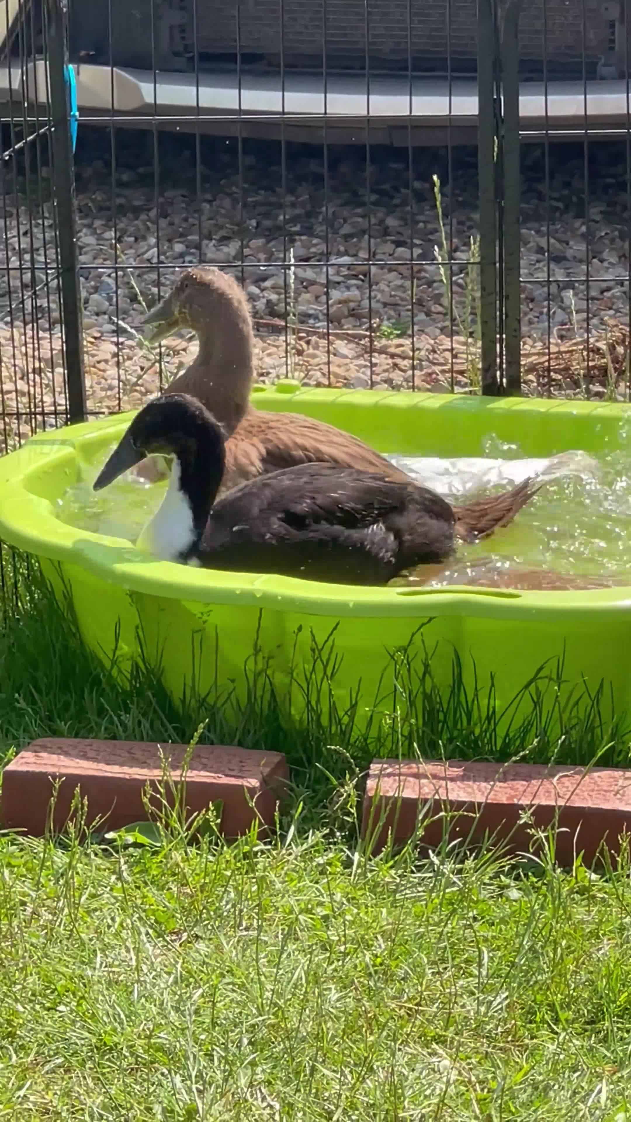 Ducks poultry for sale: Three Indian Runner duck girls  - Video 1