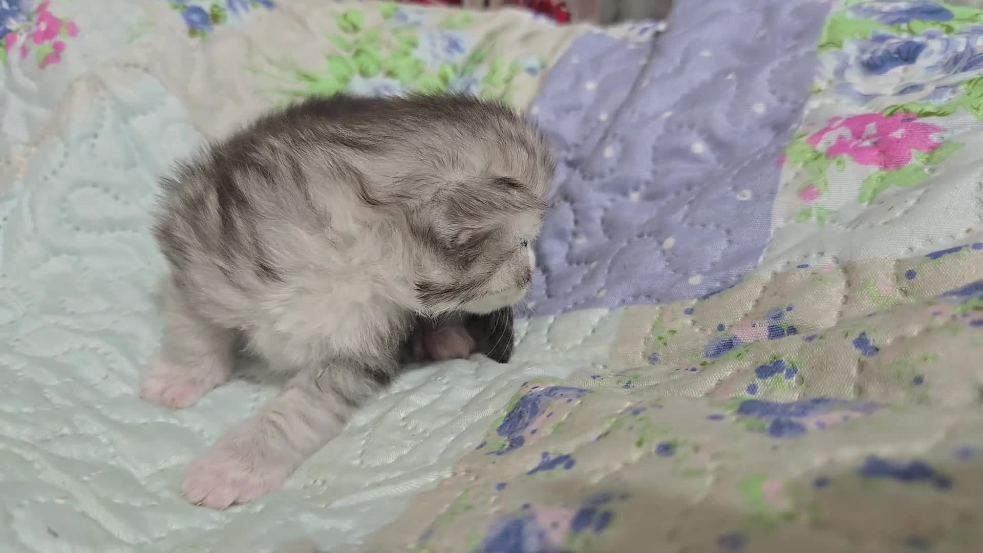 Maine Coon cats for sale: Stunning Maine Coon kittens - Video 2