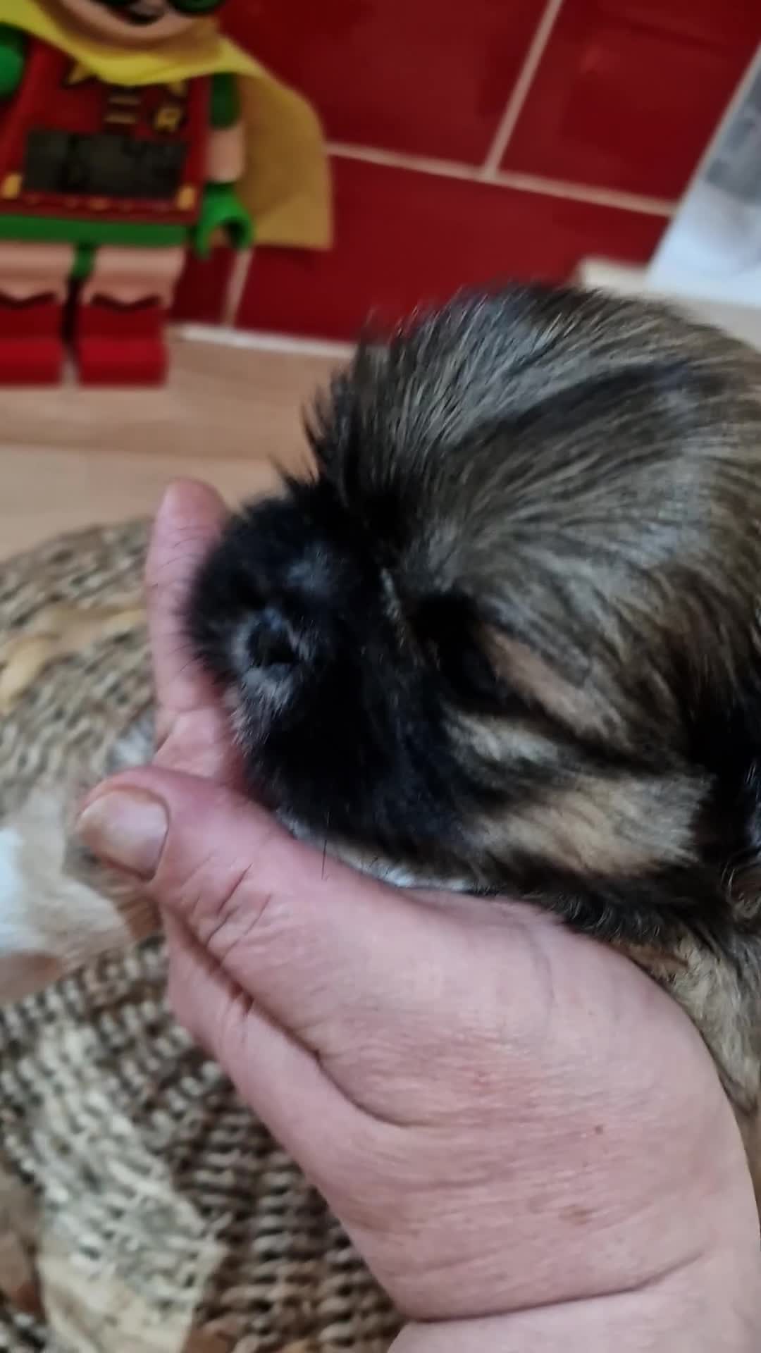 Shih Tzu dogs for sale: 🌸 Beautiful Shih Tzu Girls Available - Video 3