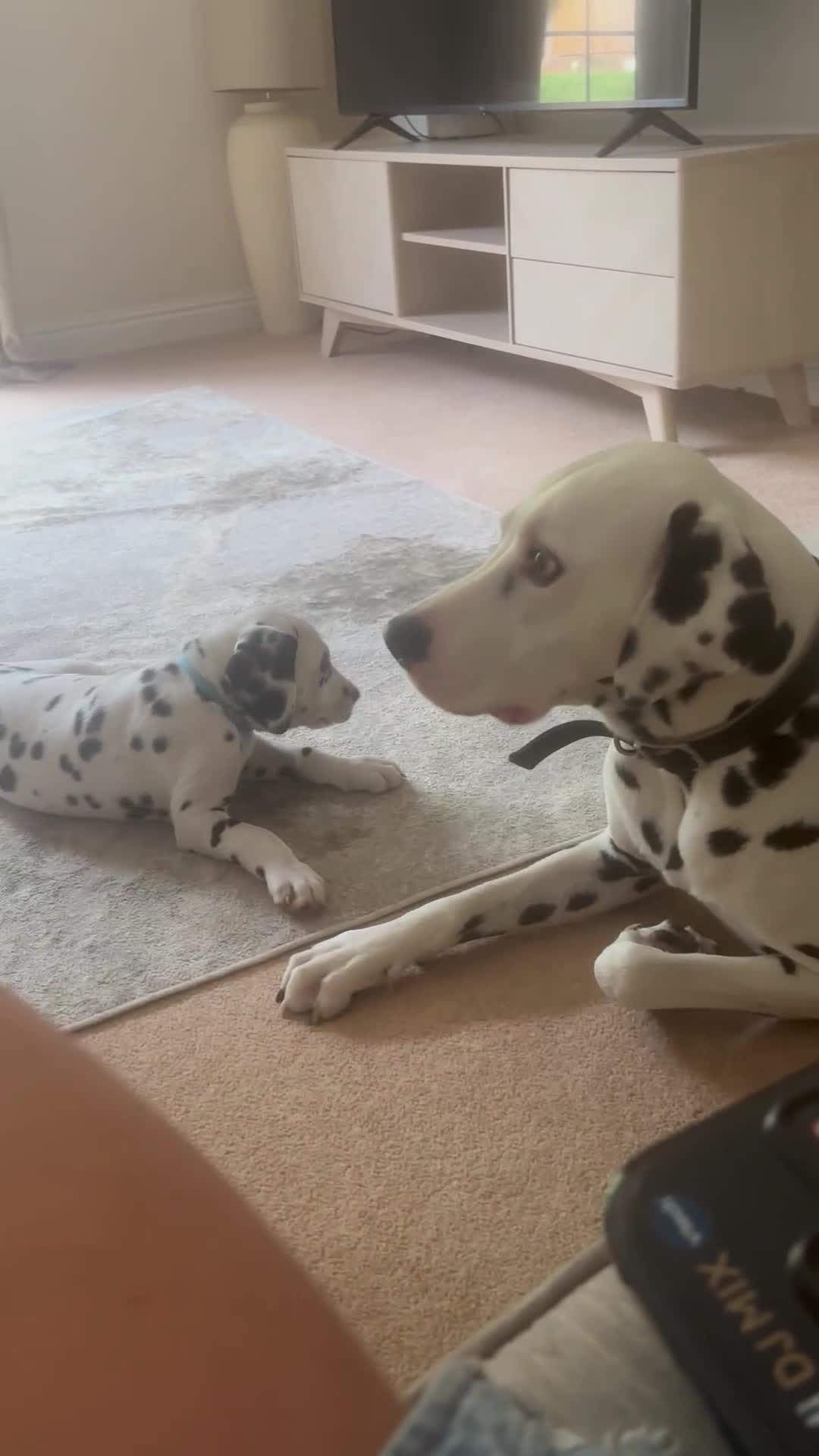 Dalmatian dogs for sale: 6 Beautiful Chunky Dalmatians born 27/5/25 in Stafford - Video 2