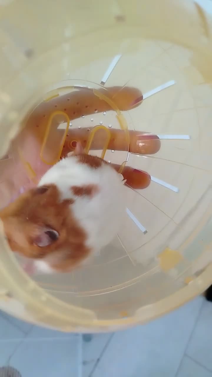 Hamster rodents for sale: Syrian hamster in Liverpool - Video 1