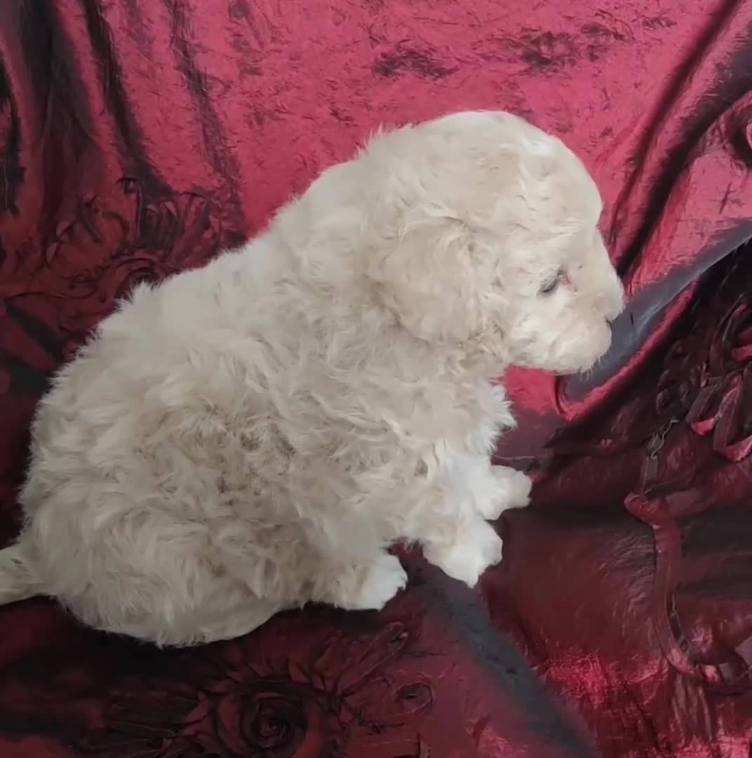 Cavapoo dogs for sale: Adorable Cavapoo Girl Cream/White, Ready soon  - Video 2