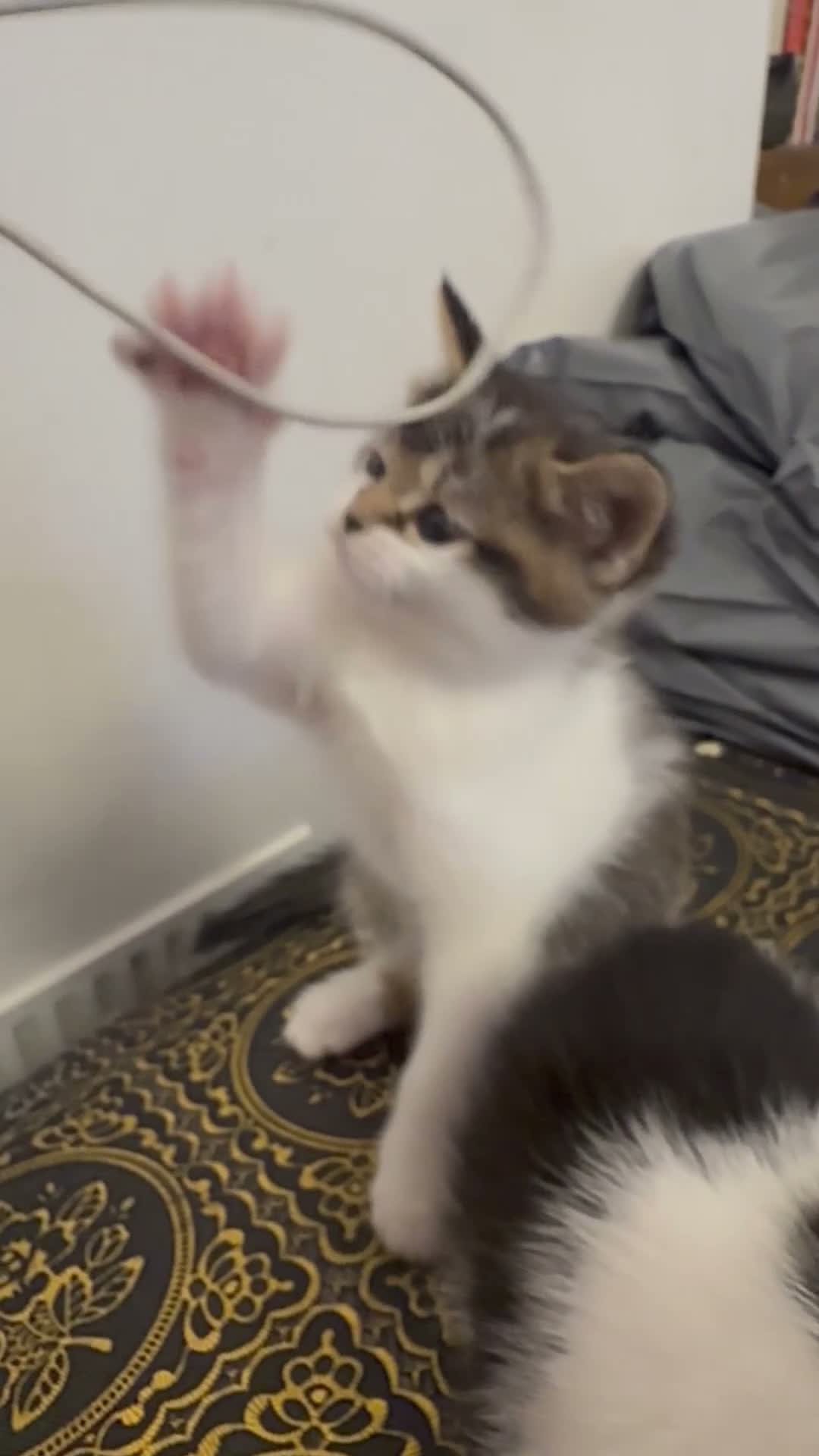 Mixed Breed cats for sale: 5 Scottish cross Kittens looking for a Home - Video 1