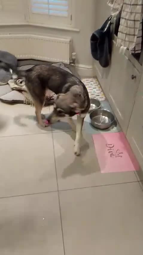 Mixed Breed dogs for sale: Beautiful Shuri - Video 2