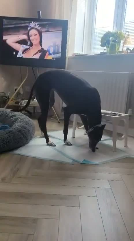 Mixed Breed dogs for adoption: ❤️Sweet SYLVIE❤️ 40-MPH Couch Potato in Leicester - Video 2