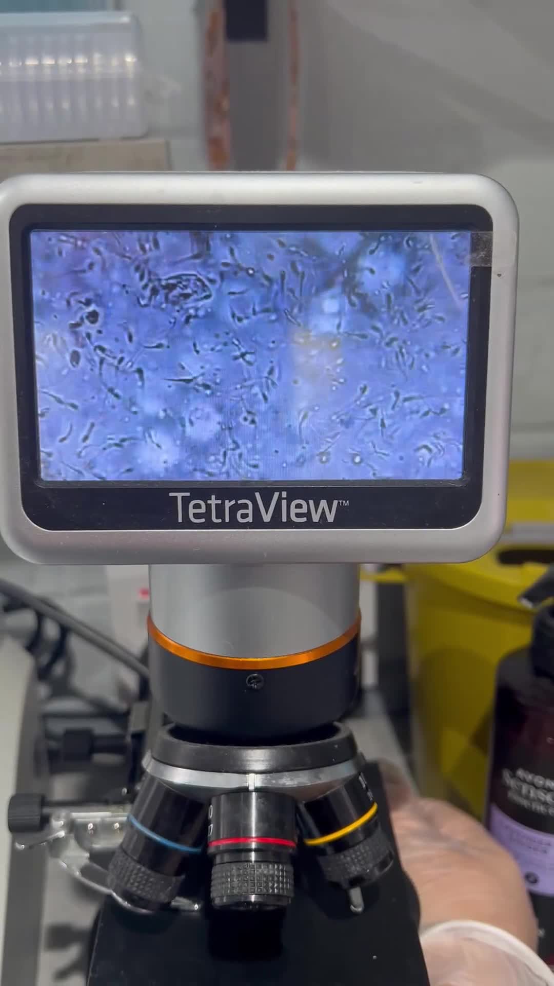 Miniature Schnauzer dogs for stud: 5th gen kc registered miniature schnauzer stud in Doncaster - Video 1