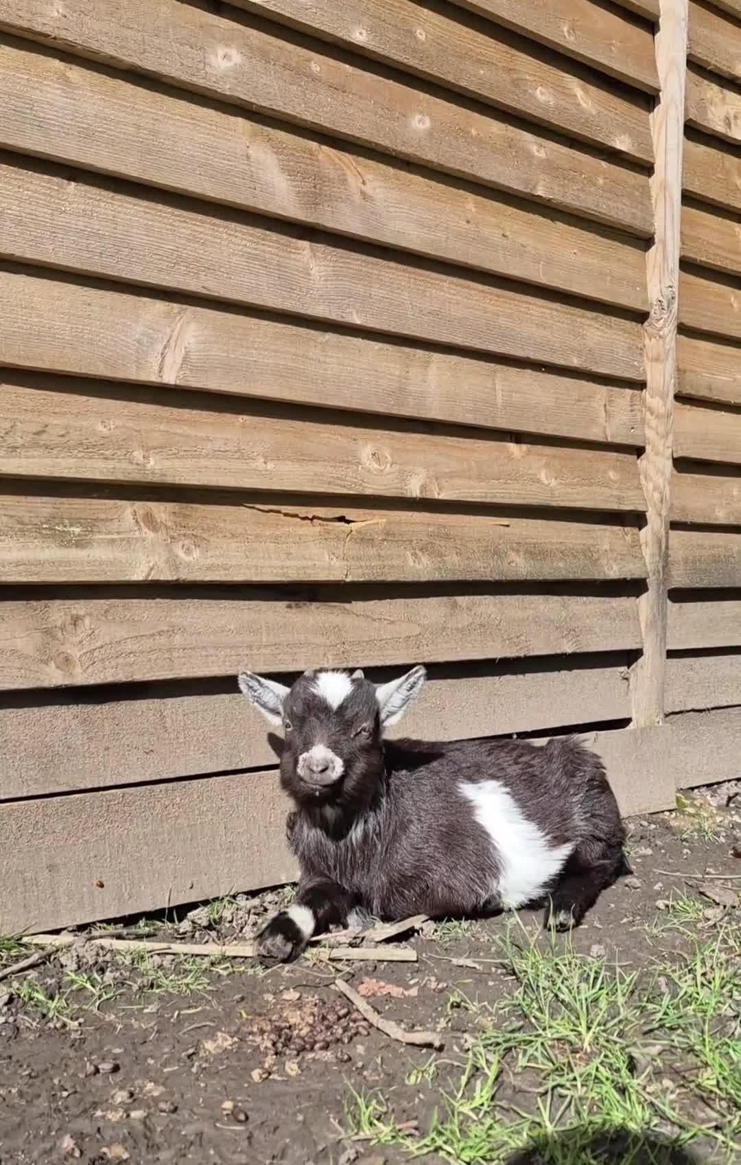 Goats livestock for sale: Beautiful pygmy goat twins, male and female in Nottingham - Video 2