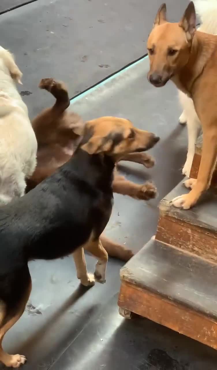 Mixed Breed dogs for sale: Very Special Mixed German Shepherd Girl (aged 3) - Video 2