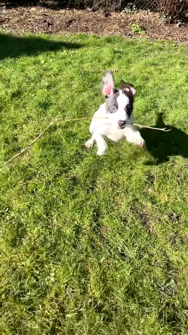 Staffordshire Bull Terrier dogs for sale: 1 year old king Irish staff 500.  in London - Video 1