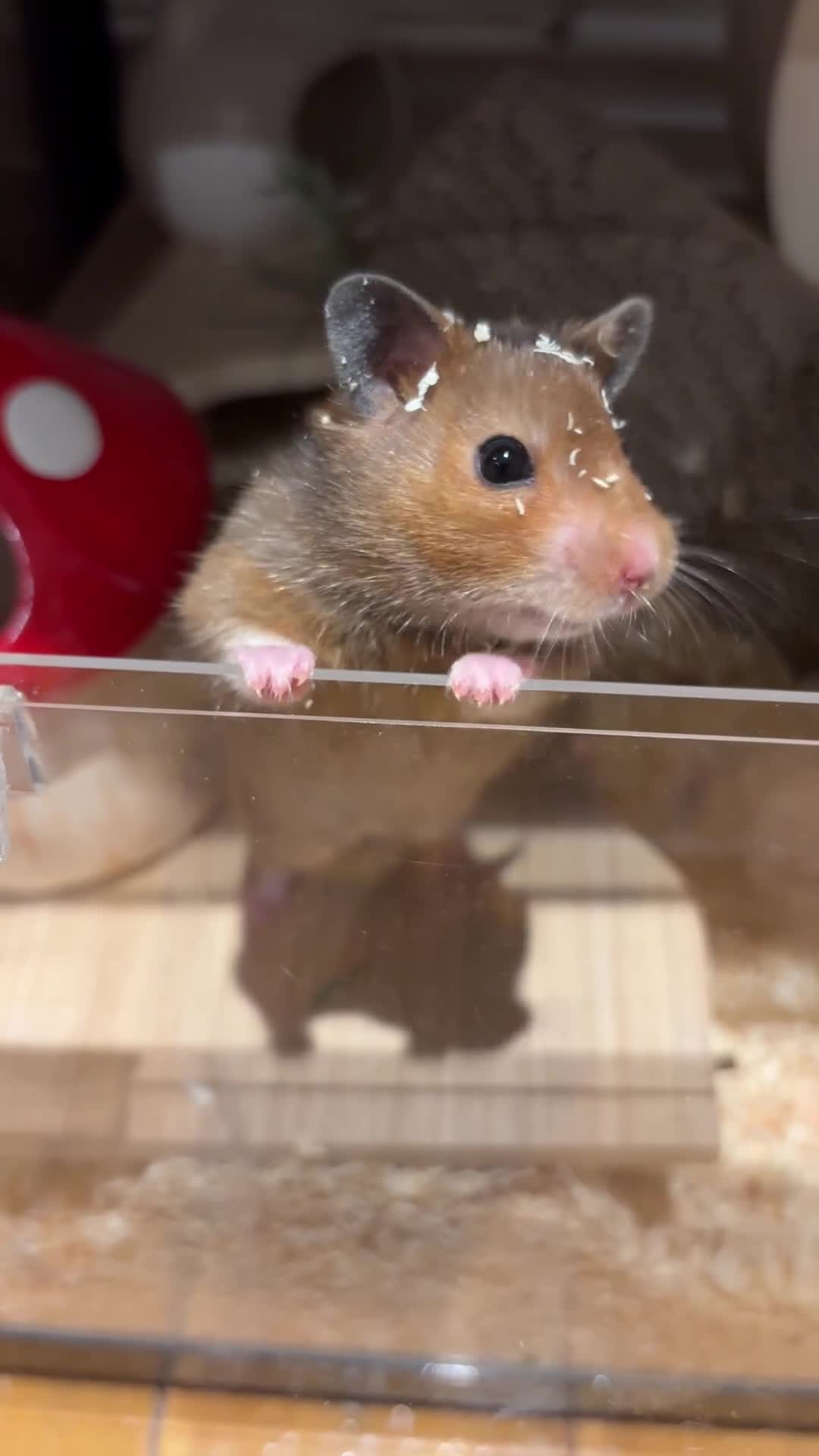 Hamster rodents for sale: Beautiful, friendly Syrian hamster for rehoming - Video 1