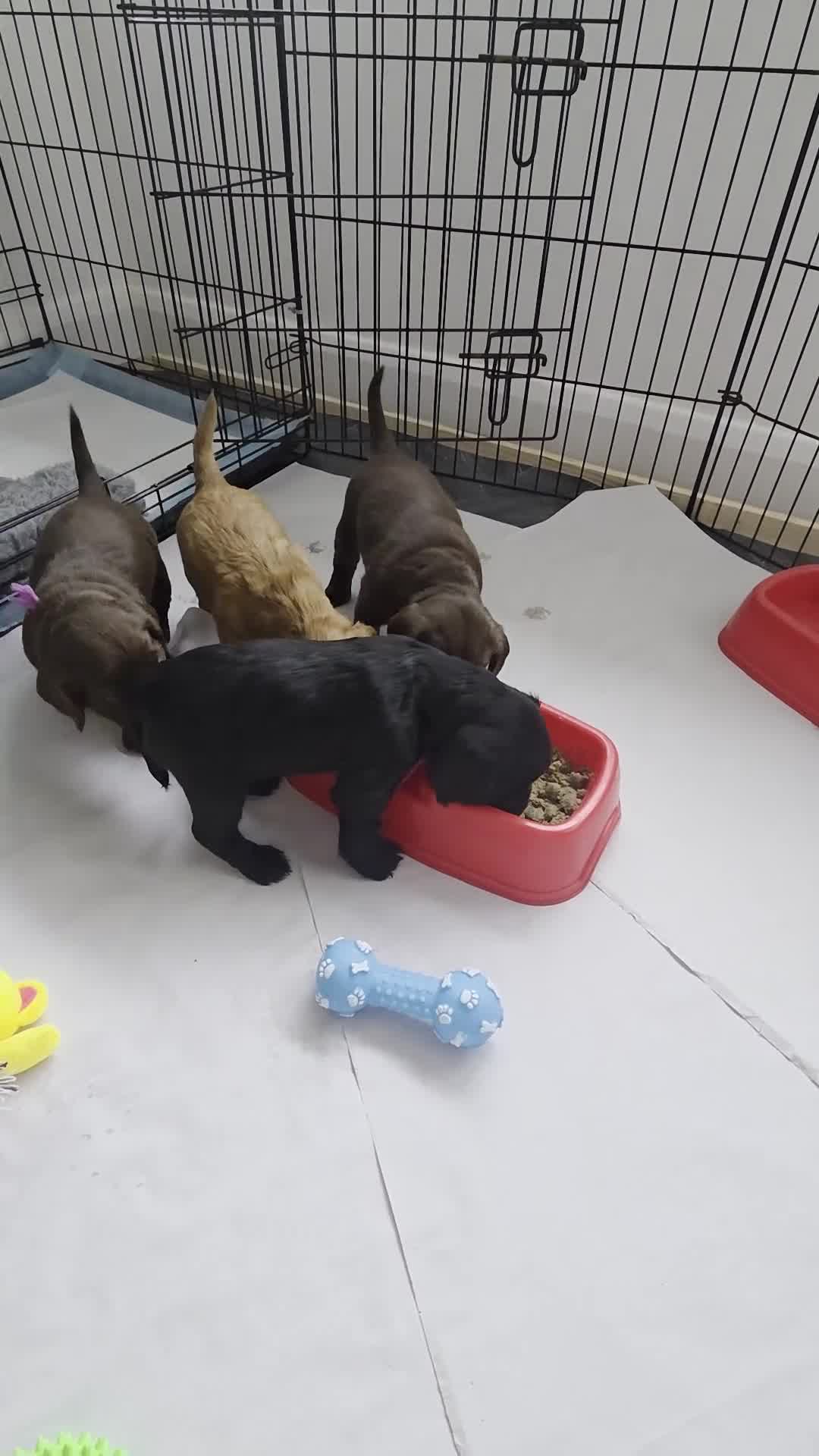 Cocker Spaniel dogs for sale: Cocker Spaniel Puppies for sale - Video 1